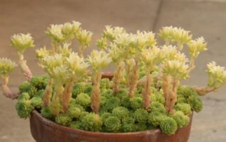 Rosularia-chrysantha1-351x221