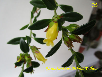 Nematanthus Hibrid Yellow(16-01-2021)