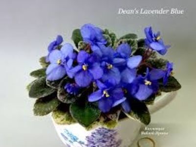 Dean`s Lavender Blue poza net