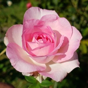 Perfume Passion (Tufa); Average rating: EXCELLENT-.  Beverly ®
Bred by Wilhelm Kordes (Germany).
Hybrid Tea. 
Strong, citrus, fruity, lemon fragrance. Blooms in flushes throughout the season.
Height (80 to 200 cm).
