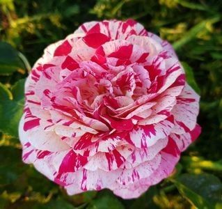 Abracadabra (tufa) 50; Un trandafir frumos selectat de Kordes în 2014, floarea sa este dublă, de 7-8 cm în diametru, cu petale striate și parfumate. Foarte rezistent la pete negre și destul de rezistent la alte boli tipice
