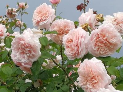 Rose de Tolbiac (urcator)
