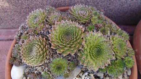 Orostachys spinosa