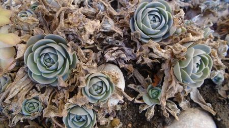 Orostachys iwarenge (Chinese dunce cap)