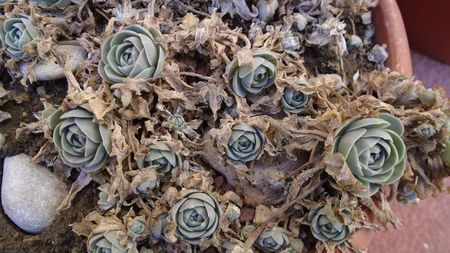 Orostachys iwarenge (Chinese dunce cap)