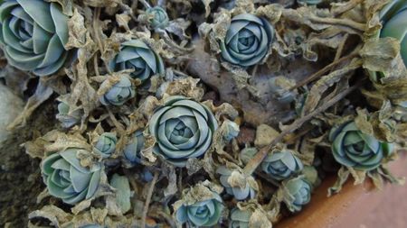 Orostachys iwarenge (Chinese dunce cap)