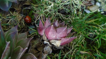 Sempervivum