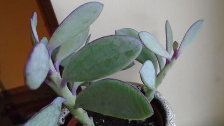 Senecio crassissimus