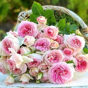rose Ragazza; alb-crem si roz mijloc, fff parfumat,fructat, citrice, Intens, 90cm, rezistent, Nirp,gradina bijoux,70ron
