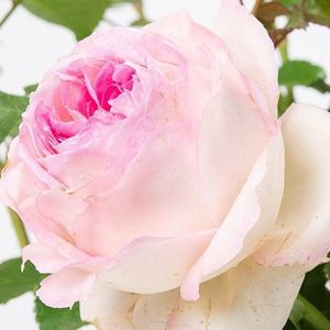 Ragazza; Ragazza e un trandafir cu aspect romantic, foarte parfumat si compact, ideal pentru marginea straturilor, pentru alei ori ghivece mari din ceramica, pe balcon sau terasa.
