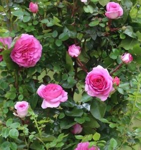 rose Ozeana; Tantau, foarte parfumat, rezistent si bun remontant,poate fi format ca tufa inalta sau lasat ca urcator,parfum puternic, oriental, dulce,2-3m,Maria(Clematite),40ron

