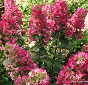 Hydrangea paniculata MAGICAL VESUVIO ‘Kolmavesu’; creste compact, cu perioada lungă de înflorire,din iulie până în toamnă,are flori mari, paniculate, mai întâi albe, dar devin repede roz, în cele din urmă devin roșii, foarte decorative. Florile rămân
