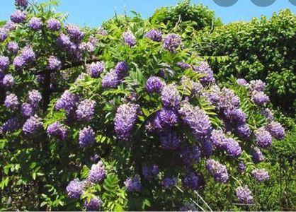 Wisteria frutescens Longwood Purple; O varietate americană, cu rezist buna la îngheț, cu infl mai târzie decât glicinele asiatice. Flori spectaculoase se deschid de două ori pe an – primăvara și vara. Este nepretentioasa și ușor de între

