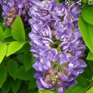 Wisteria frutescens Longwood Purple; infl super în locurile însorite. Tolerează solul mediu, moderat umed, bine drenat, cu un pH ușor acid.Maria(Clematite) 52ron

