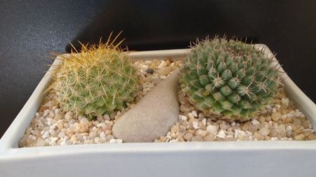 Grup de 2 Mammillaria; Mammillaria petterssonii (huiguerensis), Jalisco, Zacatecas
Mammillaria sempervivi
