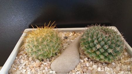 Grup de 2 Mammillaria; Mammillaria petterssonii (huiguerensis), Jalisco, Zacatecas
Mammillaria sempervivi
