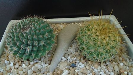 Grup de 2 Mammillaria; Mammillaria petterssonii (huiguerensis), Jalisco, Zacatecas
Mammillaria sempervivi
