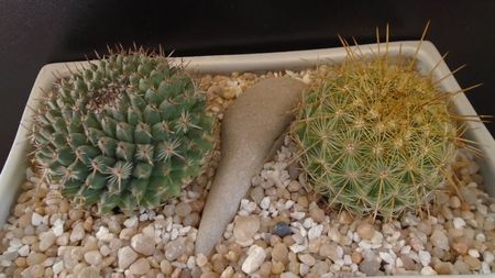 Grup de 2 Mammillaria; Mammillaria petterssonii (huiguerensis), Jalisco, Zacatecas
Mammillaria sempervivi
