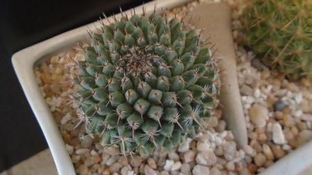 Mammillaria sempervivi