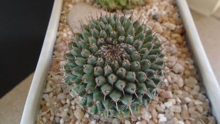 Mammillaria sempervivi