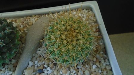 Mammillaria petterssonii (huiguerensis), Jalisco, Zacatecas