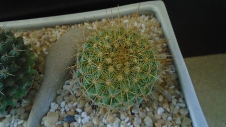 Mammillaria petterssonii (huiguerensis), Jalisco, Zacatecas