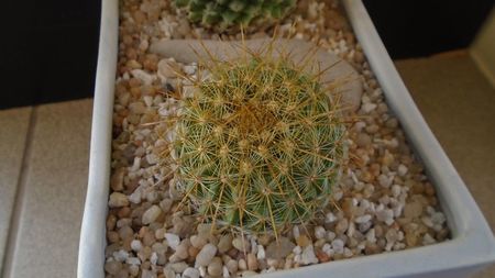 Mammillaria petterssonii (huiguerensis), Jalisco, Zacatecas