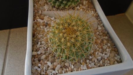 Mammillaria petterssonii (huiguerensis), Jalisco, Zacatecas