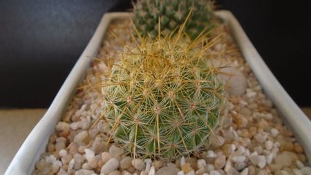 Mammillaria petterssonii (huiguerensis), Jalisco, Zacatecas