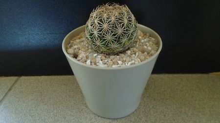 Coryphantha cornifera