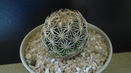 Coryphantha cornifera