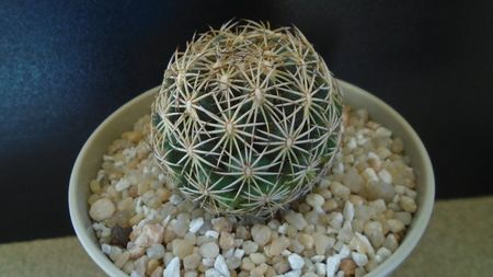 Coryphantha cornifera