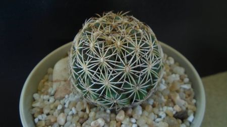 Coryphantha cornifera