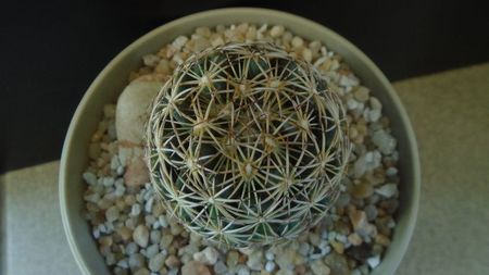 Coryphantha cornifera