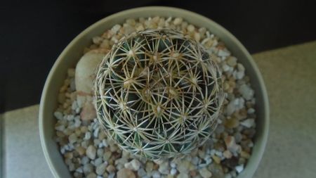 Coryphantha cornifera