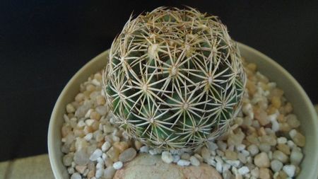 Coryphantha cornifera