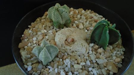 Grup de 3 Astrophytum; Astrophytum myriostigma v. nudum (Hekiran)
Astrophytum myriostigma v. quadricostatum
Astrophytum myriostigma
