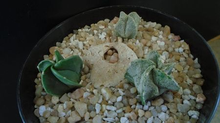 Grup de 3 Astrophytum; Astrophytum myriostigma v. nudum (Hekiran)
Astrophytum myriostigma v. quadricostatum
Astrophytum myriostigma
