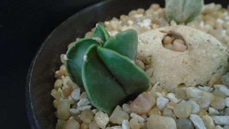 Astrophytum myriostigma v. nudum (Hekiran)