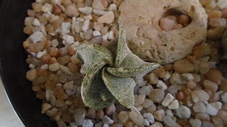 Astrophytum myriostigma