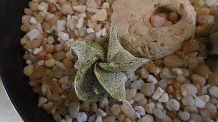 Astrophytum myriostigma