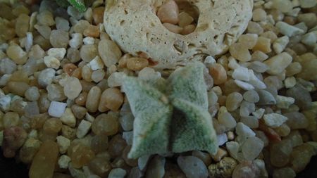 Astrophytum myriostigma v. quadricostatum