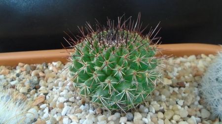 Mammillaria cv. Ginsa Maru (Discolor)