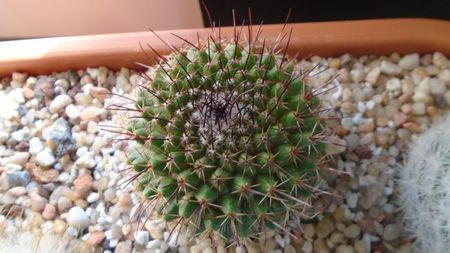 Mammillaria cv. Ginsa Maru (Discolor)