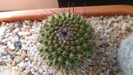 Mammillaria cv. Ginsa Maru (Discolor)