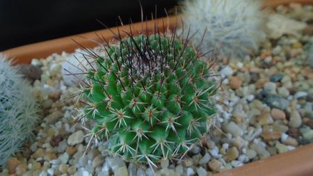 Mammillaria cv. Ginsa Maru (Discolor)