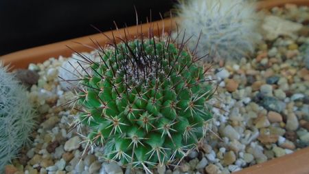 Mammillaria cv. Ginsa Maru (Discolor)