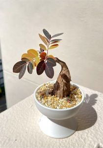 Phyllanthus mirabilis