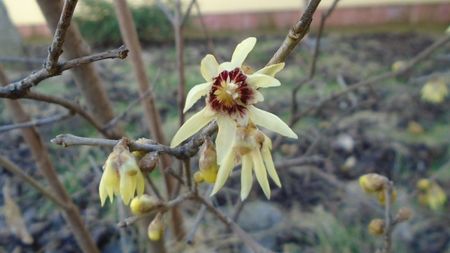 10 febr. 16C - Arbustul zânei (Chimonanthus praecox)
