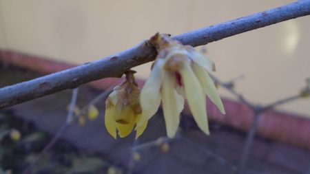 10 febr. 16C - Arbustul zânei (Chimonanthus praecox)